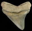 Serrated,  Bone Valley Megalodon Tooth - Florida #70558-1
